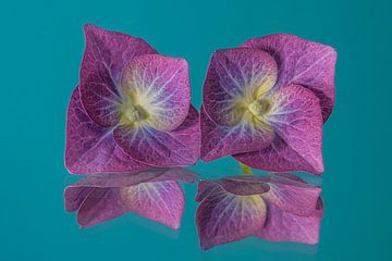 Pop of Colour: Twee hortensiablaadjes met petrol kleurige achtergrond van Marjolijn van den Berg