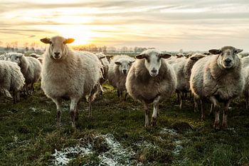 Schafe in der Wolle