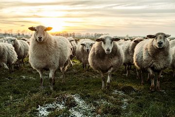 Schapen in de wol van Danai Kox Kanters