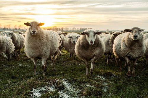 Les moutons dans la laine sur Danai Kox Kanters