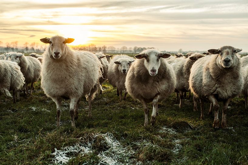 Sheep in the wool by Danai Kox Kanters