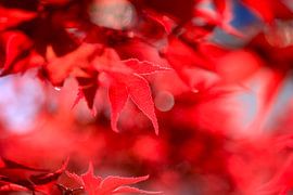 Fächerahorn von Thomas Jäger