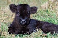 Portrait eines liegenden neugeborenen Kalb schwarz Scottish Highlander im Gras im Frühjahr von Ben Schonewille Miniaturansicht