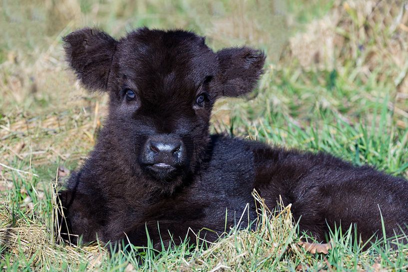 Newborn black scottish highlander calf lying in grass by Ben Schonewille