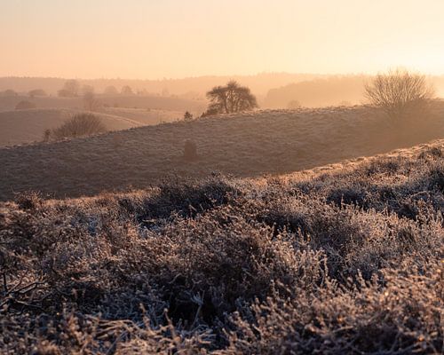 Het silhouet van de bomen en struiken tegen een achtergrond van zonlicht