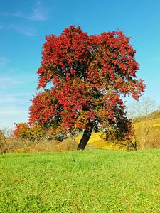 Feuillage coloré