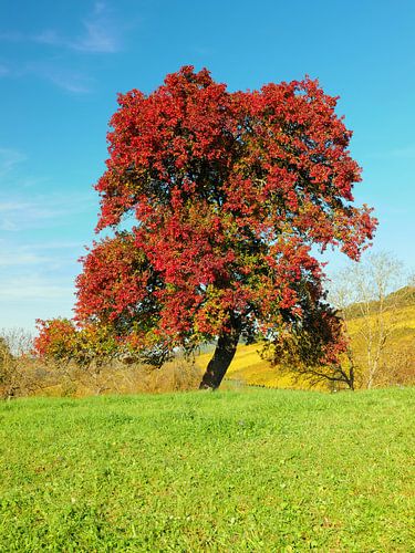 Kleurrijke bladverliezende boom