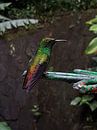Kolibrie van Joelle van Buren thumbnail