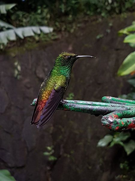 Kolibrie par Joelle van Buren