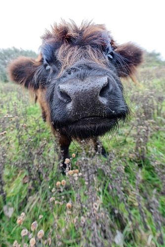 Schotse Hooglander kalf