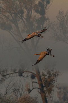 Door de mist naar de zon toe van Mike Friedrichs