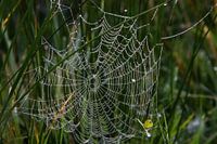 Spiderweb with dew