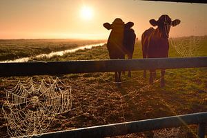 Vaches par un matin brumeux