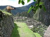 Llama at Machu Picchu (Peru) by Bart Muller thumbnail