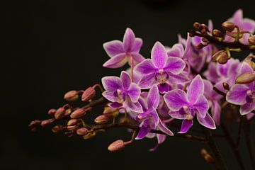 Orchideeën van Ulrike Leone