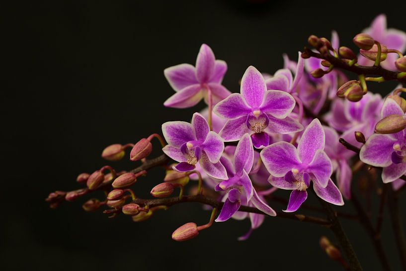 Orchid by Ulrike Leone