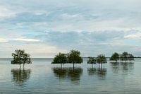 Arbres dans la mer en Thaïlande
