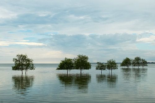 Bomen in de zee in Thailand