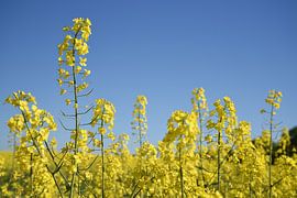 Koolzaad- of canolaplant in een veld, close-up van het gele bloeiende koolzaad tegen een helderblauw van Maren Winter