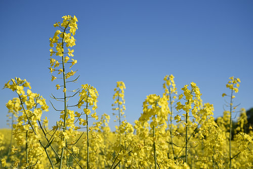 Raps- oder Canola-Pflanze in einem Feld, Nahaufnahme des gelb blühenden Ölrapses vor einem klaren bl