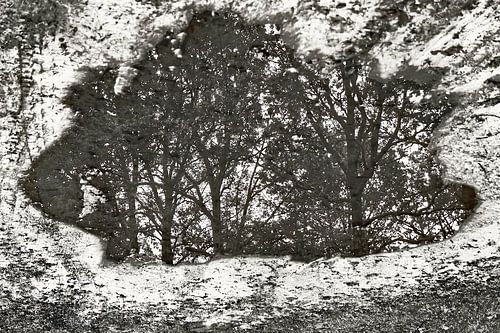 "La nature vue de manière achromatique&quot ;