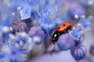 Lieveheersbeestje op paarse bloem von Kim de Been Miniaturansicht