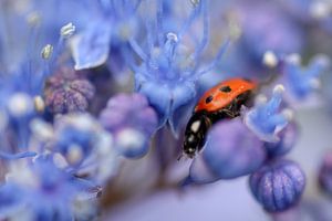 Lieveheersbeestje op paarse bloem