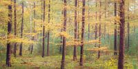 Lariksen in herfstkleuren } Utrechtse Heuvelrug