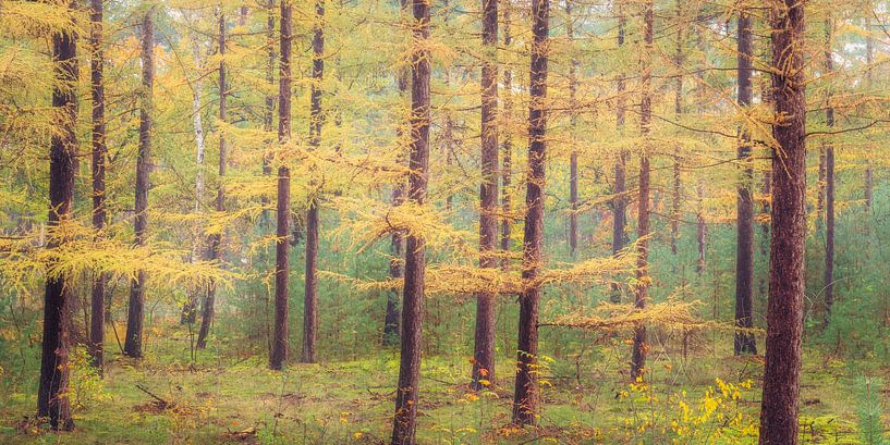 Larch trees in autumn colors } Utrechtse Heuvelrug by Sjaak den Breeje