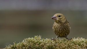 Groenling juveniel