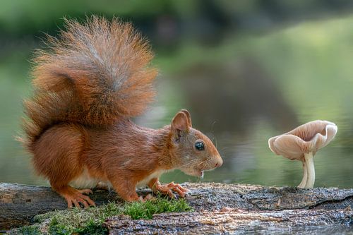 Eekhoorn kijkt naar een paddenstoel.