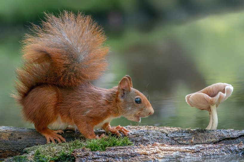 L'écureuil regarde un champignon. par Albert Beukhof