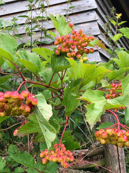 Plant van tania mol