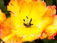 Show Tulip Yellow Red