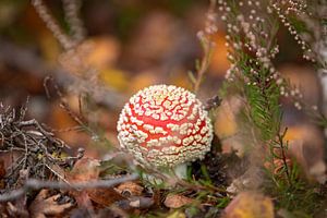 Ball rot mit weißen Punkten