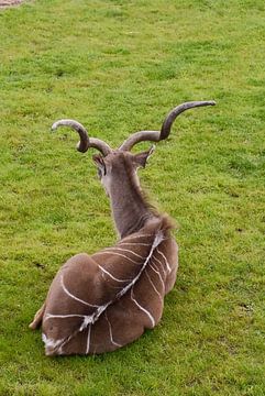 Kudu