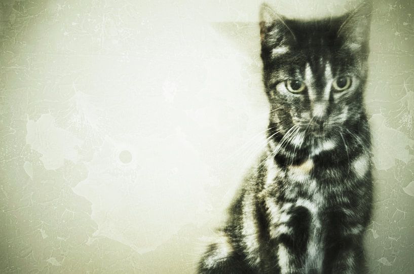 Cat by Kunst van Karin