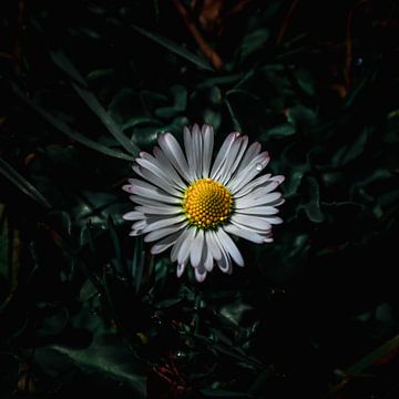 Simple sur Fotopipps