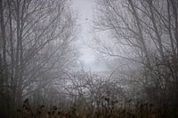 Bäume im Nebel