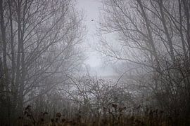 Trees in the fog by The Art Page Of MG
