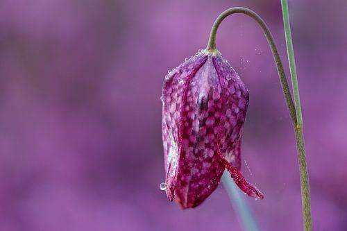 Kievitsbloem by Joram Janssen