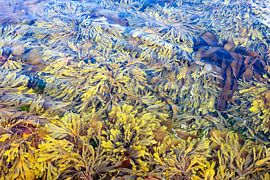 swaying seaweed by Ronald Hofmeester