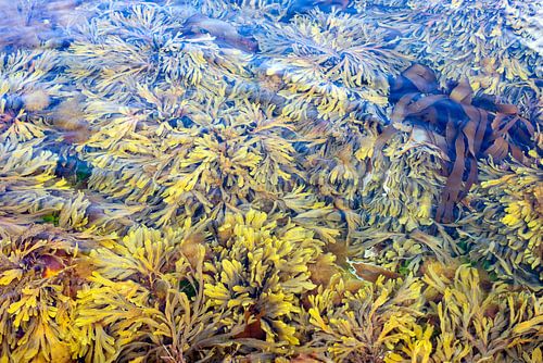 swaying seaweed