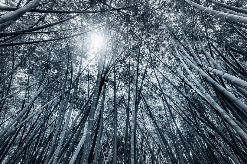 bamboe jungle in zwart wit von Ruurd Dankloff