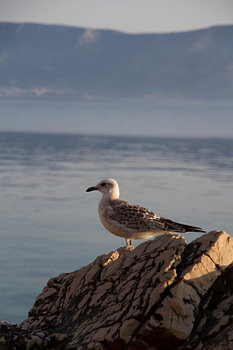 Meeuw op een rots aan zee