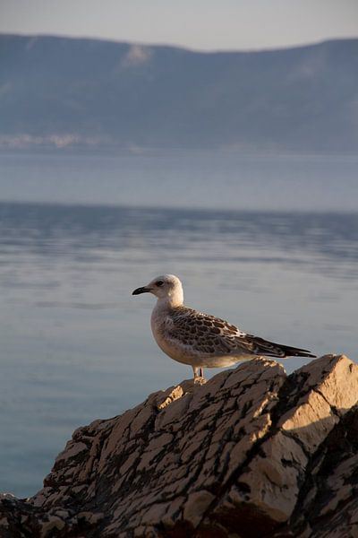 Meeuw op een rots aan zee von Maike Meuter