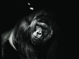 Gorilla 2 von mario proeter