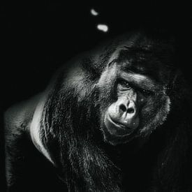 Gorilla 2 van mario proeter