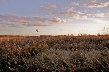 Heideveld bij winterse zonsondergang