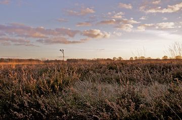 Heideveld bij winterse zonsondergang van Bart van Wijk Grobben